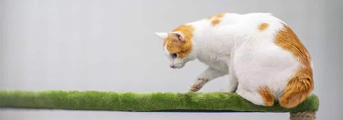 Foto di un gatto Bobtail giapponese