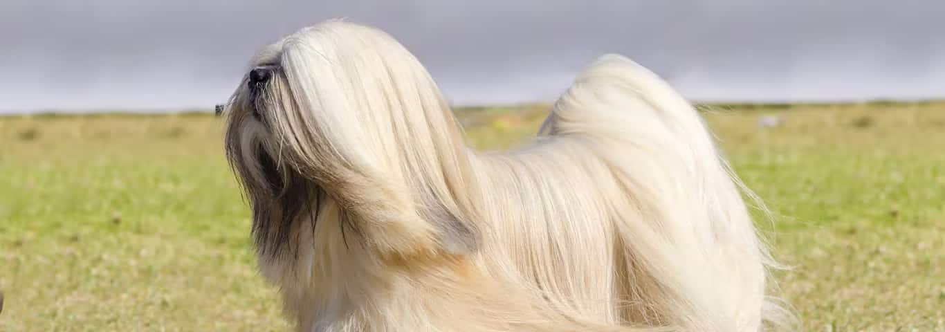 Foto di un cane Lhasa Apso