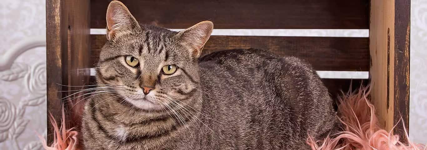 Foto di un gatto Manx
