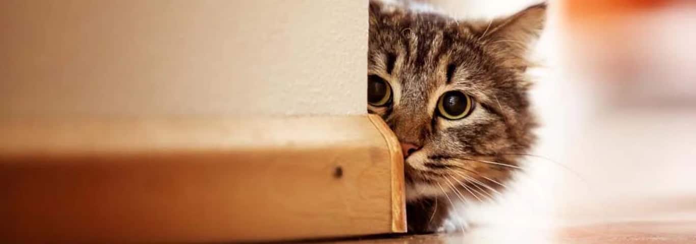 Foto di un gatto delle foreste norvegesi