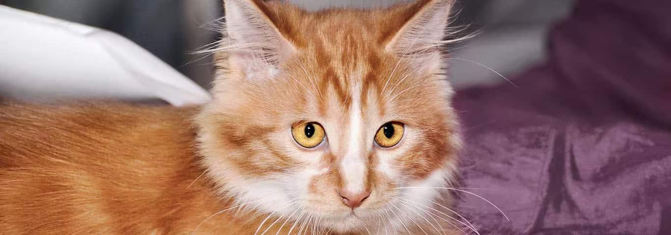 Foto di un gatto Cymric