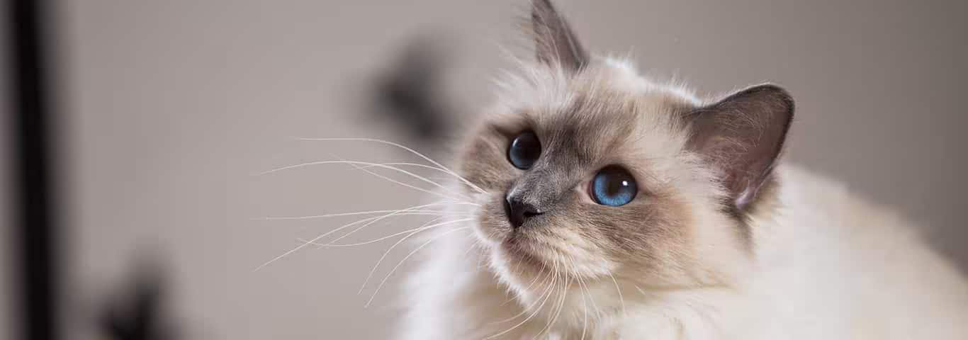 Foto di un gatto birmano