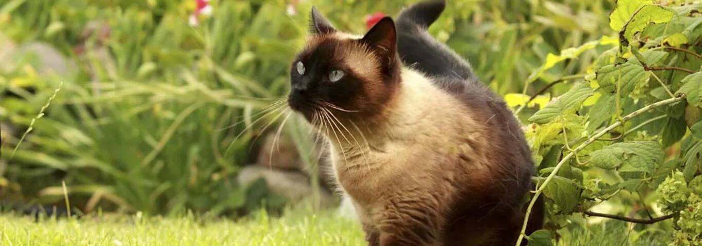 Foto di un gatto siamese