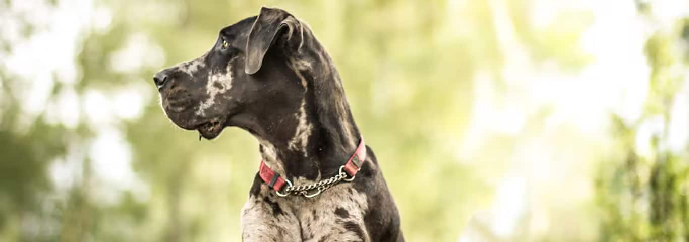 Foto di un cane Alano