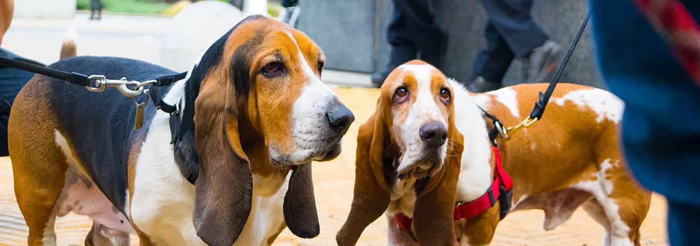 Foto di un cane Basset Hound