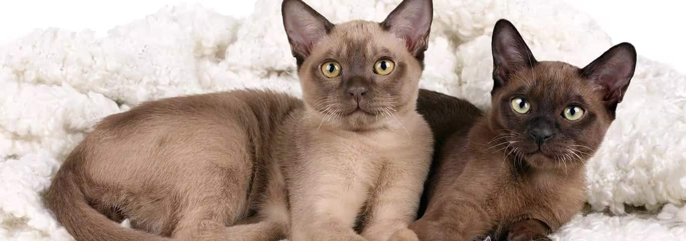 Foto di un gatto birmano