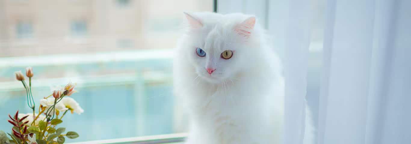 Foto di un gatto Angora turco