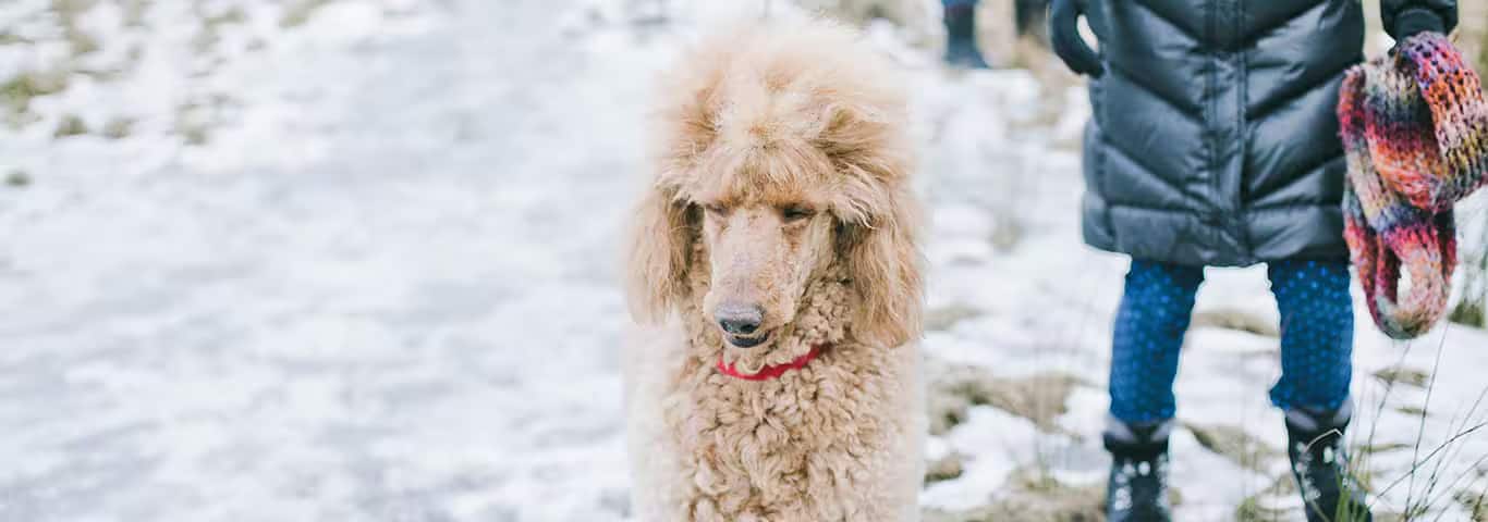 Foto di un cane barboncino
