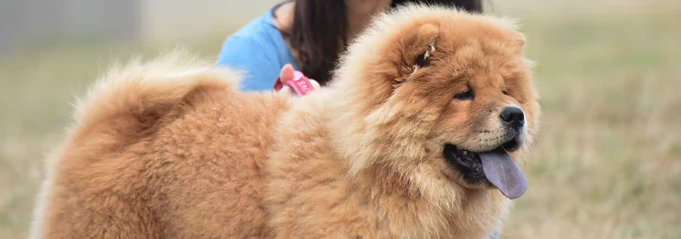 Foto di un cane Chow Chow
