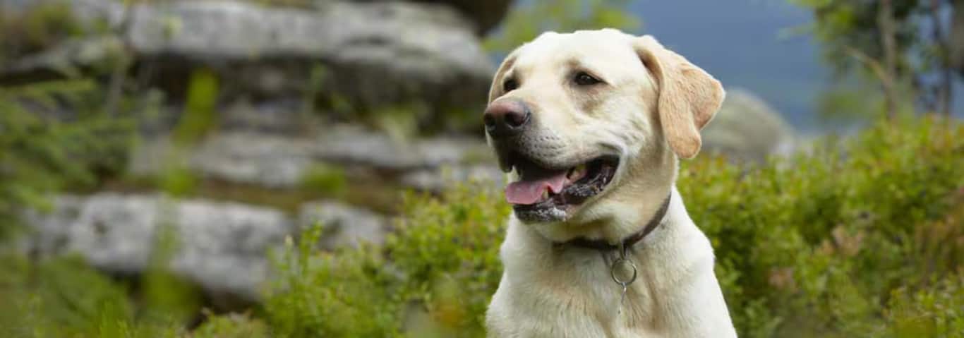 Foto di un cane Labrador Retriever