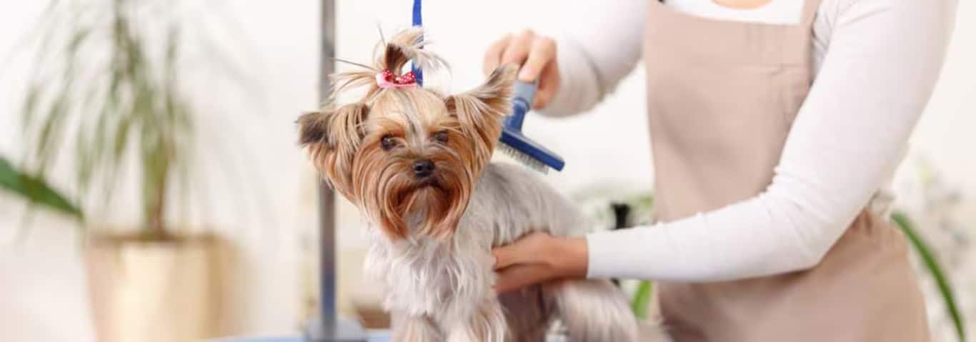 Foto di un cane Yorkshire Terrier