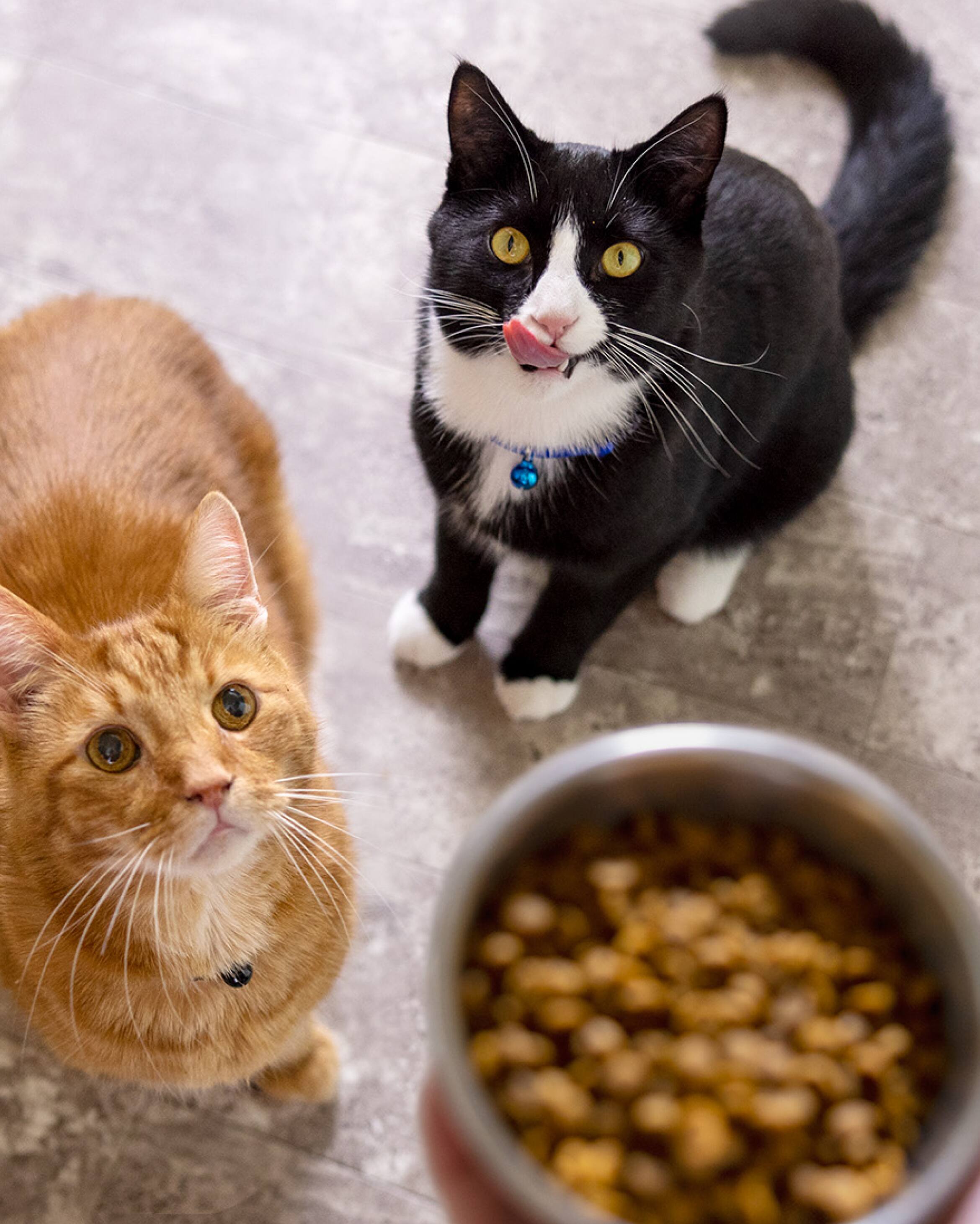 An orange cat and a black and white cat look up at a bowl of food
