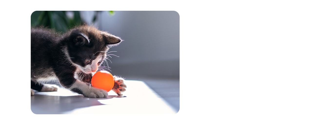Un gattino nero che gioca con una palla arancione