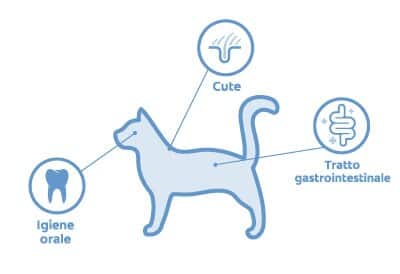 localizzazione del microbioma di un gatto