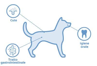 localizzazione del microbioma di un cane