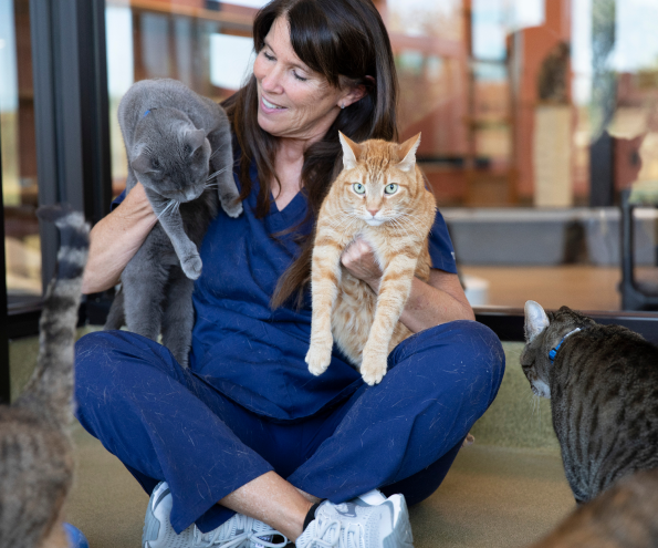 vet playing with cats