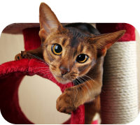 Un'immagine di un gatto per indicare che il tuo animale domestico è un gatto.