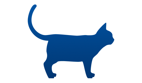 gatto robusto
