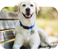 Un'immagine di un cane per indicare che il cane è il tipo di animale domestico che possiedi.