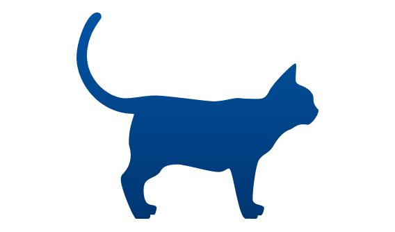 gatto con peso ideale