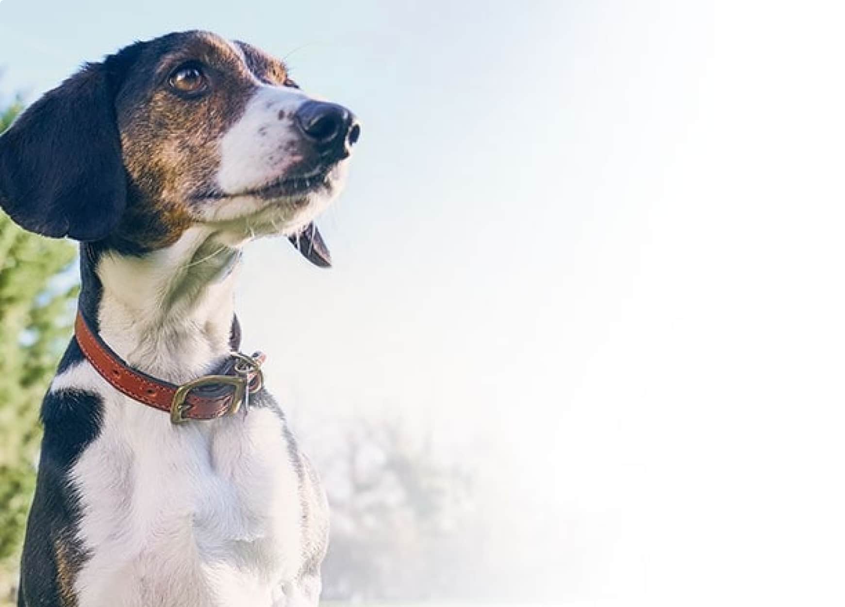 A senior pet dog