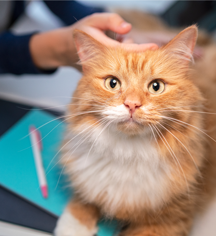Un gatto marrone guarda in alto